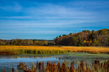 Autumn Landscapes with trees and Sky