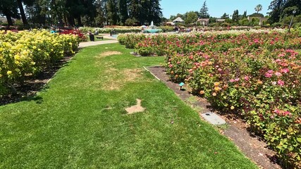 Footage of the Municipal Rose Garden with flowers, lush green trees and grass San Jose California USA