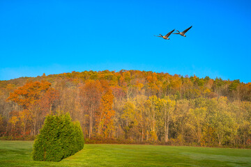 Autumn landscape with trees and sky