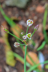 Close-up of a small white flower umbel (Wild Garlic Nothoscordum) with pink stripes and a yellow center. The flower is on a slender stem, surrounded by tubular green leaves.
