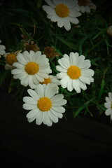 Obraz premium daisies on black background