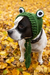 American amstaff dog wearing a green frog hat sits on a bed of autumn leaves. A walk in the autumn yellow park with a pet.
