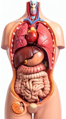Human Anatomy Model Internal Organs, Torso, Medical Education, isolated on white background