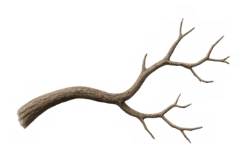 Dry bare tree branch with twigs, wood texture, isolated on transparent background, representing nature and death