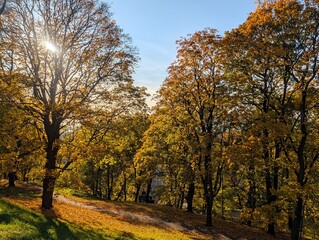 autumn in the park