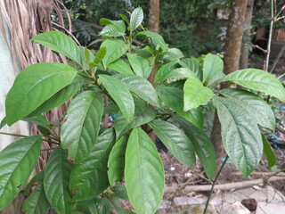 Baccaurea motleyana plant leaves in botanical garden. Rambai fruit green leaves. 