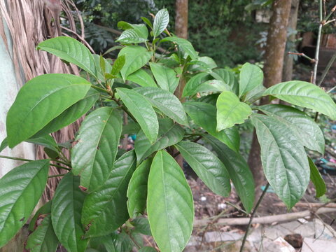 Baccaurea motleyana plant leaves in botanical garden. Rambai fruit green leaves. 