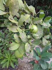 Ponderosa lemon fragrance fruit in plant. Citrus fruit in lemon tree with green leaves. 