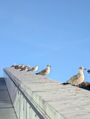 seagull on a pier