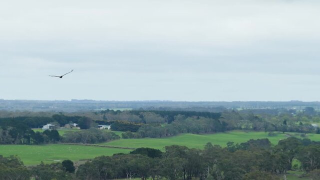 A video showcases a bird soaring over a lush field and trees