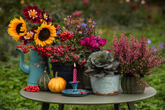 Autumn pumpkins and Dahlias flowers in garden
