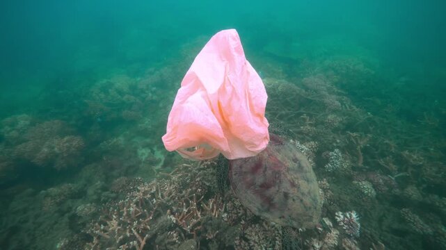 Plastic on the great barrier reef pacific coral