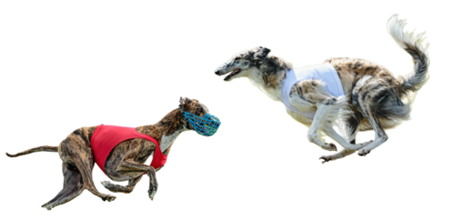 Two powerful greyhounds sprinting with incredible speed, capturing the thrill of the race and the beauty of athletic animal motion for editorial use