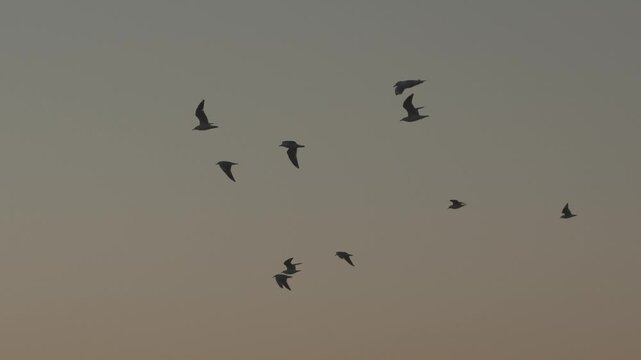 A serene video of birds soaring at sunset, embodying freedom