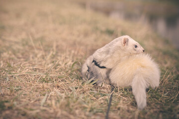 Nice young ferret outing in winter daytime park on harness