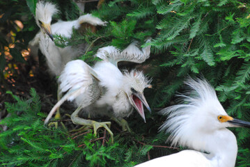 BIRDS- Florida- Close Up of Demanding Snowy Egret Chicks Chasing Mother From Nest