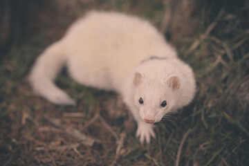 Nice young ferret outing in winter daytime park on harness