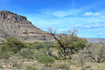 Namibian landscape desert trees mountains