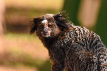 Close-up of young marmoset taken at a Brazilian park