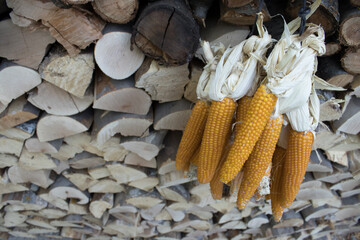 Row of dried maize cobs tied with husks and hanging before a neat stack of cut logs. Natural light,...