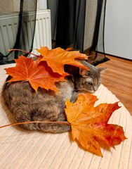 Cat with autumn maple leaves lying on the floor in the living room