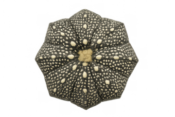 Astrophytum cactus displaying unique polka dot pattern, isolated on transparent background, top view showing ribbed structure