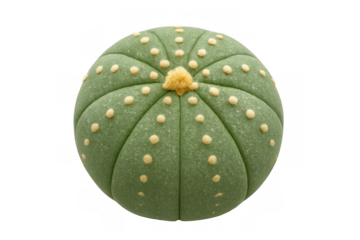 Green fabric cactus plush toy with yellow dots, a soft decorative succulent plant pillow on transparent background