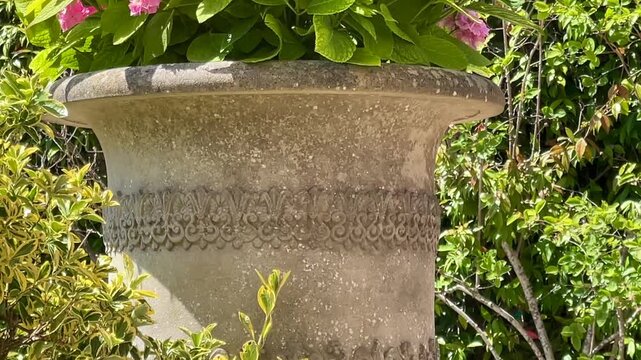 Soft pink hydrangeas bloom in stately silence, spilling from their stone urn beneath climbing ivy, a quiet tribute to the garden&rsquo;s enduring grace and afternoon hush