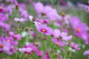 コスモス咲き誇る秋の風景
