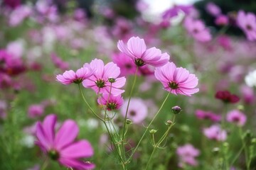 Fototapeta premium コスモス咲き誇る秋の風景 
