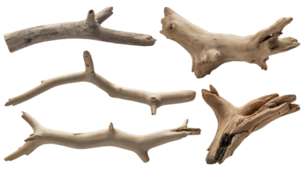 Driftwood pieces collection. Isolated on transparent background, png