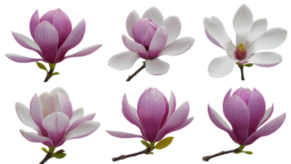 Magnolia flowers in full bloom on branches display . Isolated on transparent background, png