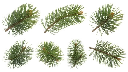 Obraz premium Green pine branches . Isolated on transparent background, png