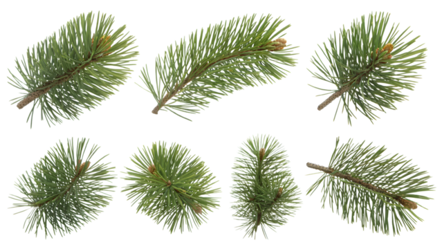 Green pine branches . Isolated on transparent background, png