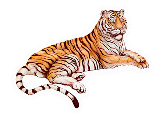 Lying tiger png sticker, drawing illustration, transparent background