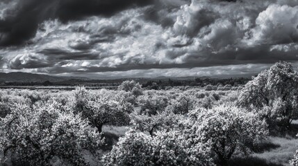 Dramatic grayscale landscape with trees in bloom under a stormy sky