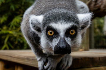 Ring tailed lemur face