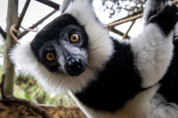 Black and white lemur face up close