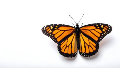 Fototapeta premium Monarch Butterfly on White Background, Close-Up View.
