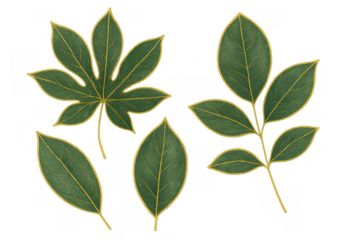 Botanical gold line art leaves set on transparent background, elegant green foliage design