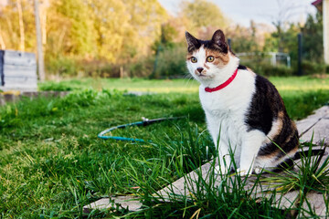 Calico cat with red collar sitting on wooden path surrounded by green grass outdoors during daylight with blurred trees in background.