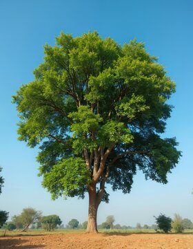 Large Dalbergia sissoo tree, North Indian rosewood, stands tall against blue sky. Hardy deciduous tree with green leaves. Rooted in brown soil, symbolizing nature, agriculture, and ayurvedic growth.