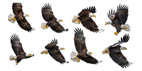 Obraz premium Bald Eagle Flying in Multiple Poses
