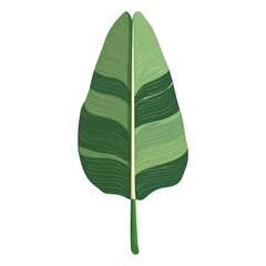 Fototapeta premium Green banana leaf illustration plant botanical vector