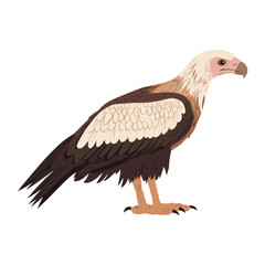 Fototapeta premium Vector illustration of Vulture vulture bird art vector