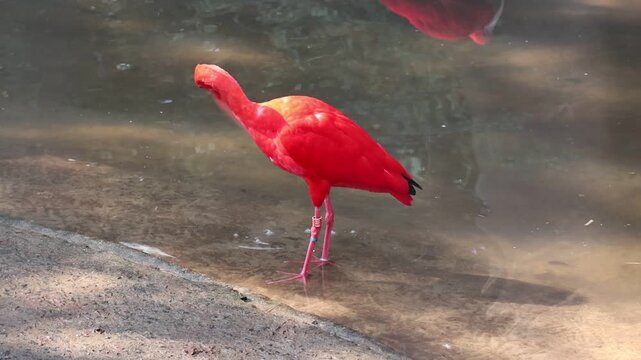 Close-up clip of a scarlet ibis on a river beach.