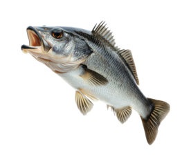 Largemouth Bass Fish Portrait with Detailed Features and Vibrant Colors