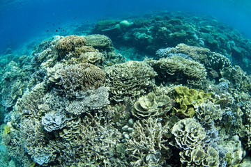 A beautiful and biodiverse coral garden thrives in the shallows of the Banda Sea, Indonesia. This scenic part of the Lesser Sunda Islands harbors extraordinary marine biodiversity.