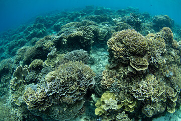 A beautiful and biodiverse coral garden thrives in the shallows of the Banda Sea, Indonesia. This scenic part of the Lesser Sunda Islands harbors extraordinary marine biodiversity.