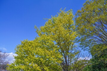 青空バックに見る新緑の若葉の情景